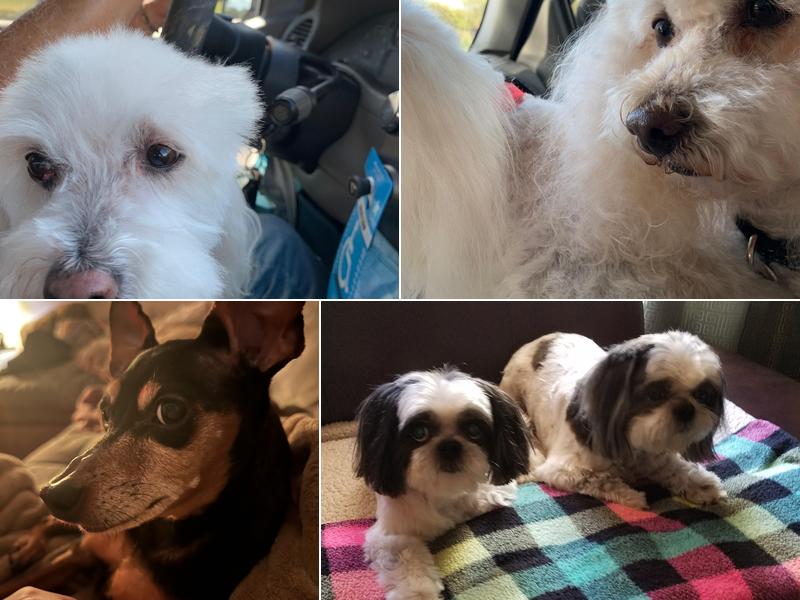 Noah's Ark Boarding & Grooming