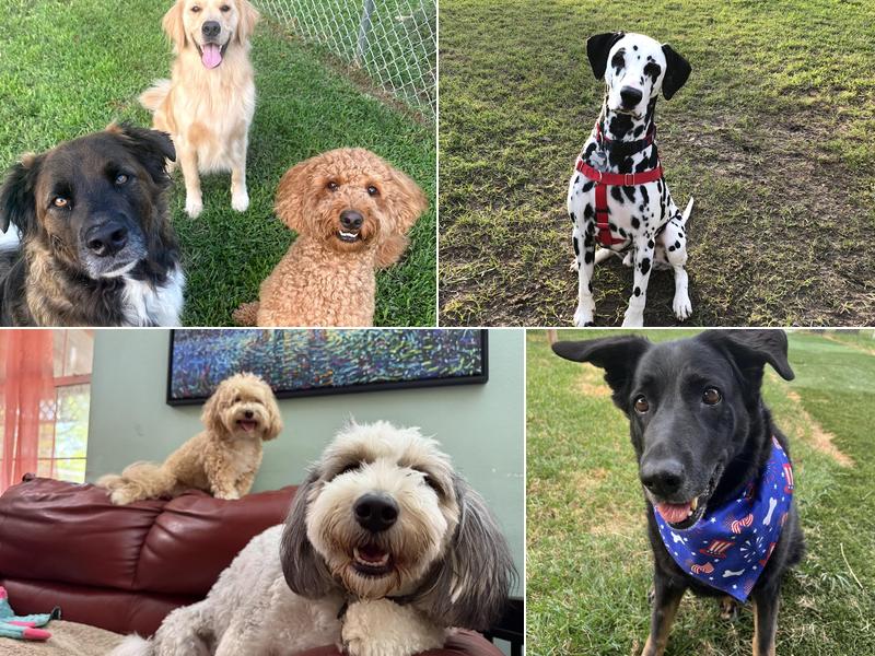 Almost Home Pet Retreat & Doggie Day Care