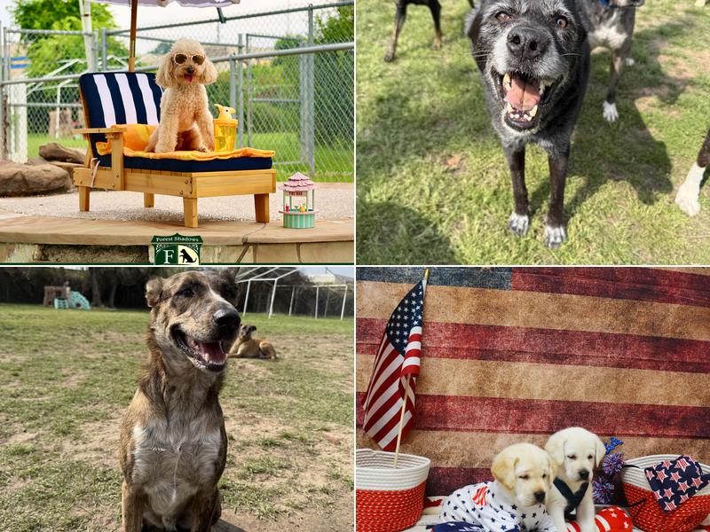 Forest Shadows Pet Resorts