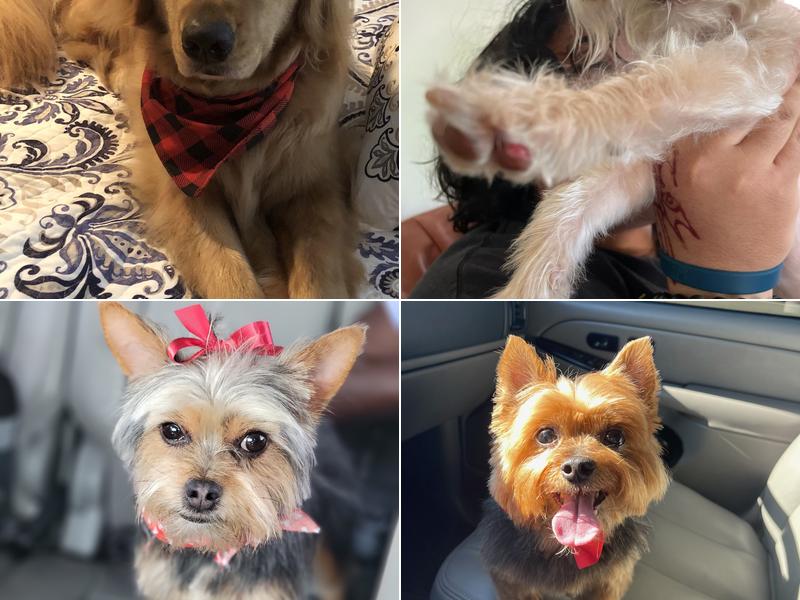 Professional Grooming Corner