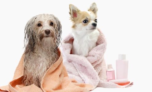 Mutz & Kutz Grooming 2803 Williams Dr #106, Georgetown Texas 78628