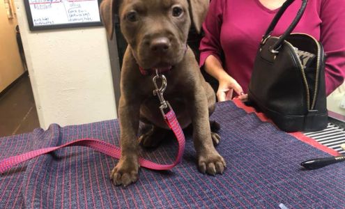 Texas Paw Care - Low Cost Vaccinations