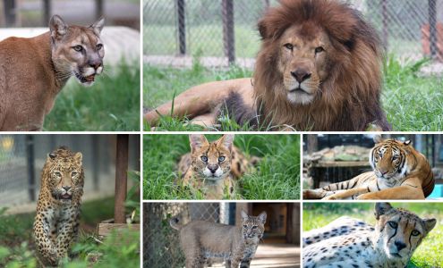 In-Sync Exotics Wildlife Rescue & Educational Center