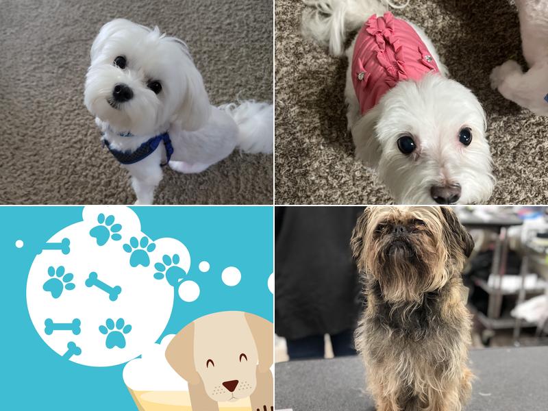 Texas All breed Grooming School Inc