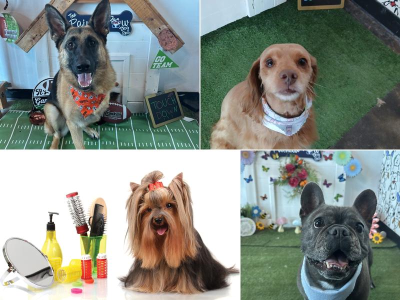 The Painted Paw Dog Spa