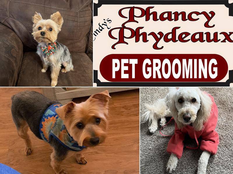 Cindy's Phancy Phydeaux