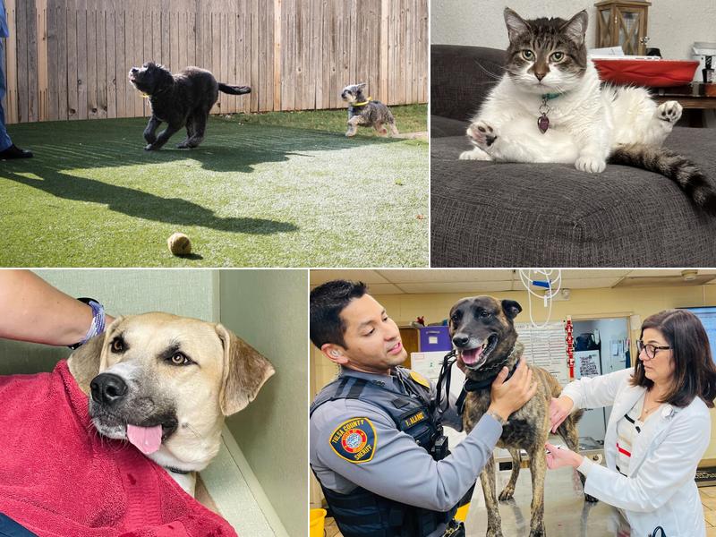 Veterinary Associates