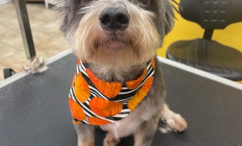 Dogtown Grooming 5117 NW Cache Rd, Lawton Oklahoma 73505