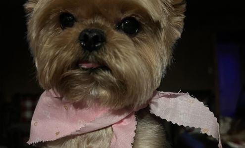 Ashley's Grooming 1421 NW Great Plains Blvd # F, Lawton Oklahoma 73505