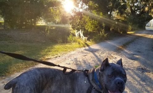 Daniel Island Dog Walking Daniel Island