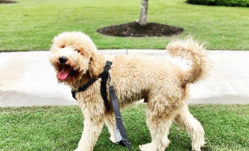 Heart Fur Paws Daniel Island