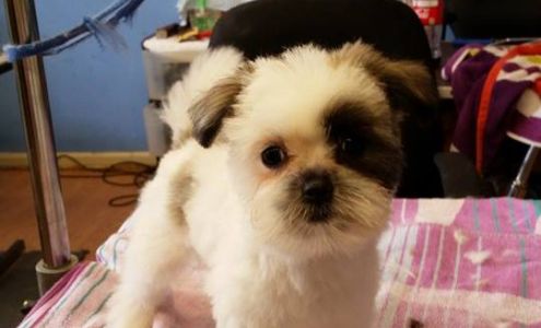 Grooming Designers & East Cooper Pet Motel 1735 N Hwy 17, Mt Pleasant South Carolina 29464