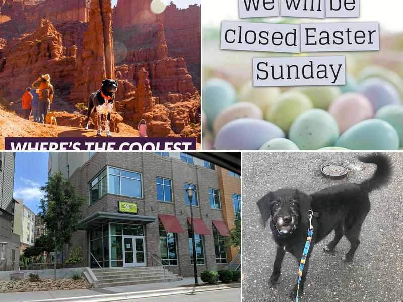 Dog Bites Munchery & More, LLC