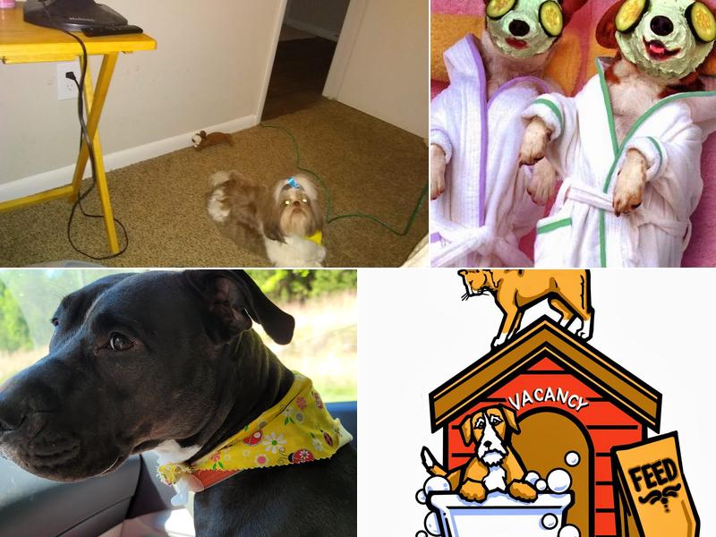 Yuppy Puppy Pet Spa & Boarding