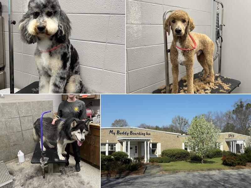 My Buddy Boarding Inn For Pets