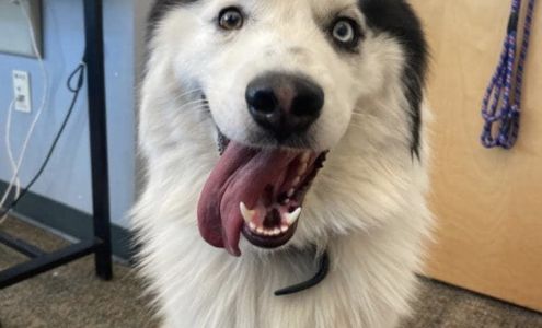 North Utah Valley Animal Services