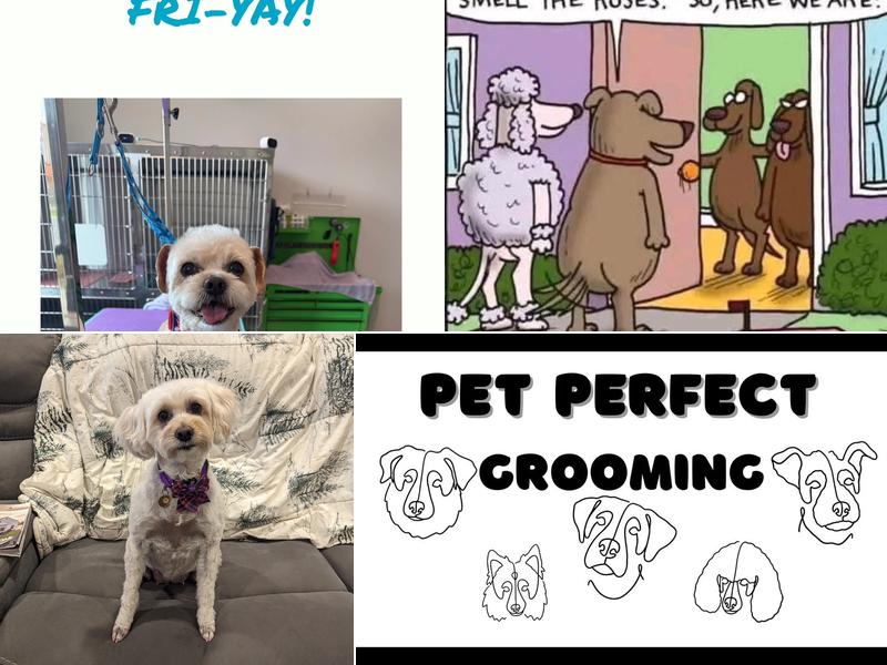 Pet Perfect Grooming