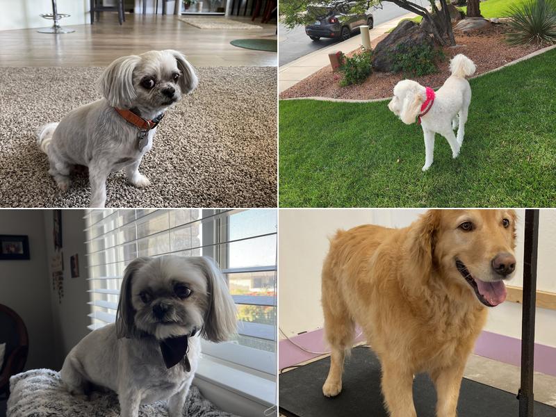 ALL IN THE DETAILS PET GROOMING