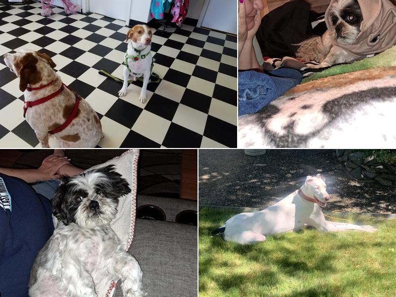 Bubbles And Bows Grooming And Boutique