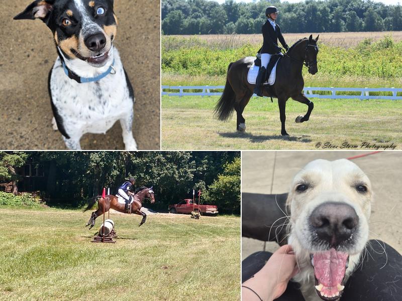 Inavale Farm Boarding and Grooming