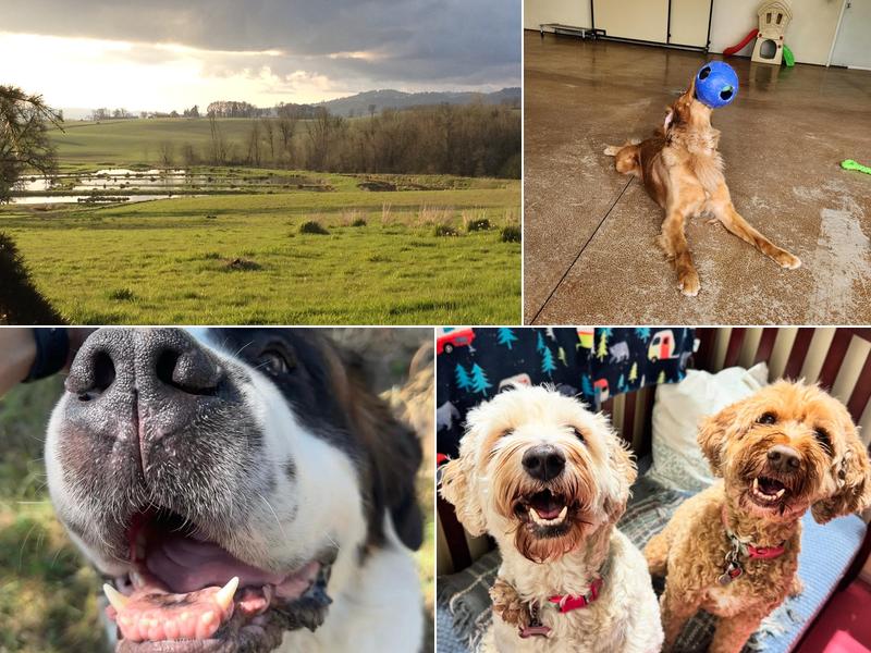 Ankeny Hill Resort & Boarding