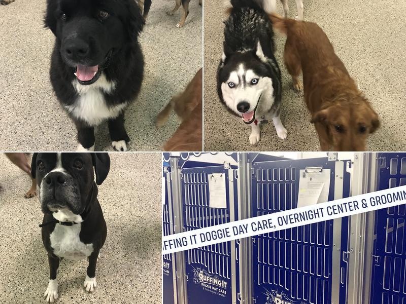 Ruffing It Doggie Day Care