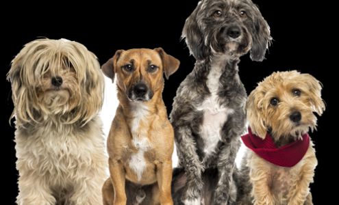 Muddy Buddy - Pet Wash & Grooming 1485 General Booth Blvd, Virginia Beach Virginia 23454