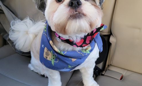 Blue Dog Mobile Pet Grooming 1517 Pleasure House Rd Suite AA, Virginia Beach Virginia 23455