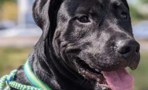 Norfolk SPCA Adoption Center