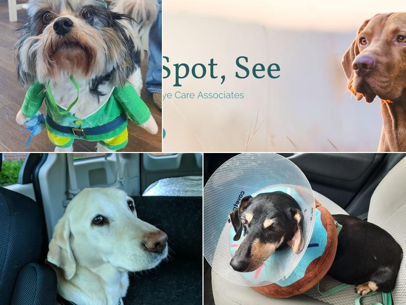 Animal Eye Care Associates