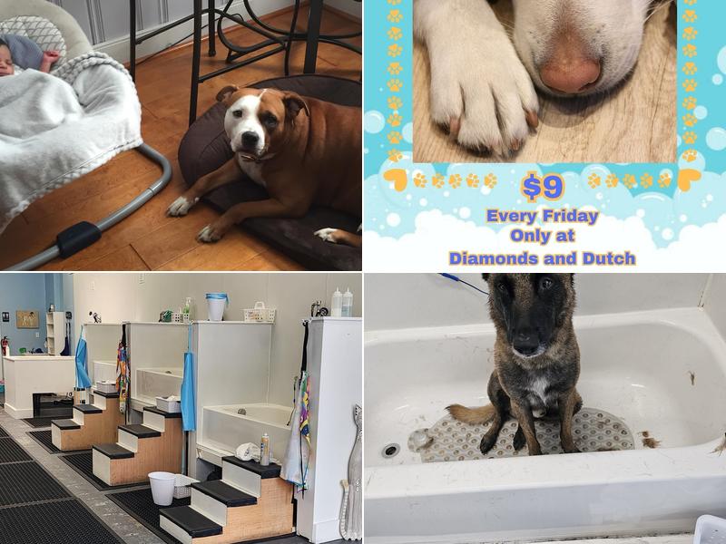 Diamonds and Dutch Pet Bath & Spa