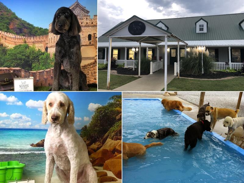 Noah's Bed & Biscuit