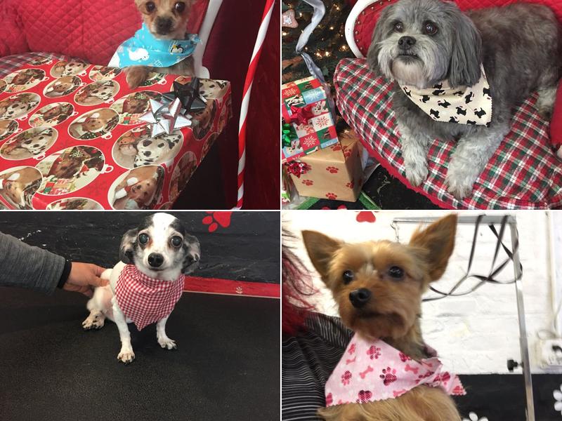 Adogable Dog Grooming