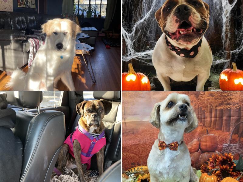 All Paws on Deck Pet Salon