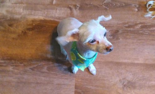 Claws N Paws 806 9th St, Green Bay Wisconsin 54304