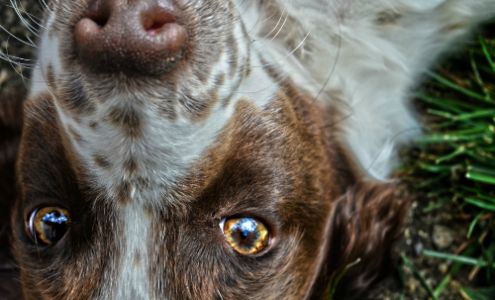 Pine Tree Kennels Hobart