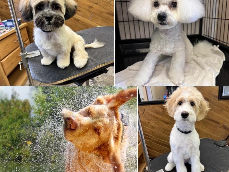 Canine Design Pet Salon