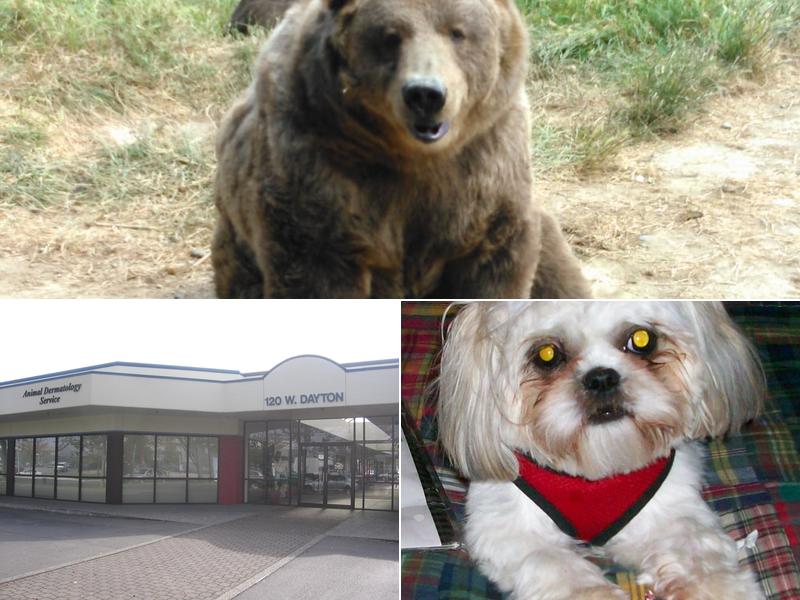 Animal Dermatology Service