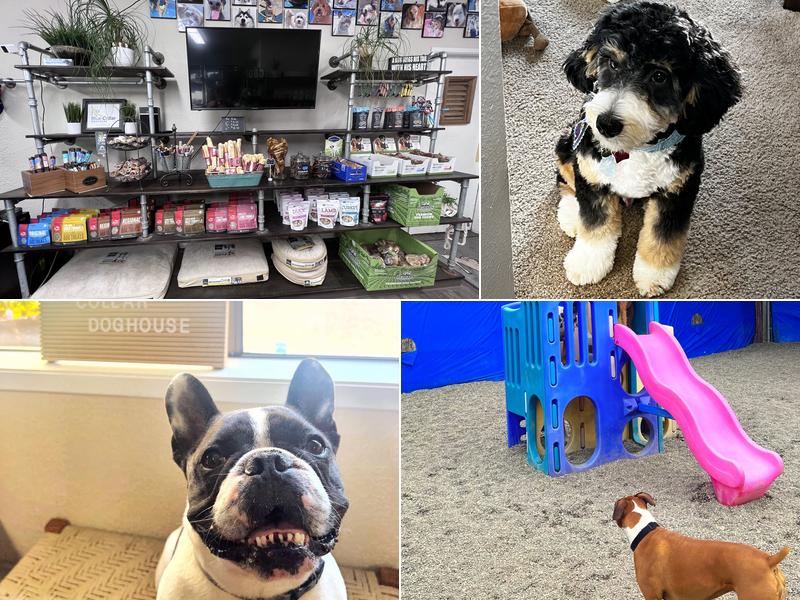 Blue Collar Doghouse