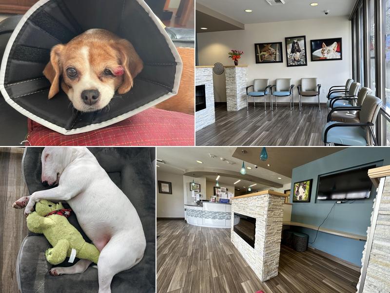Northwest Animal Eye Specialists - Renton