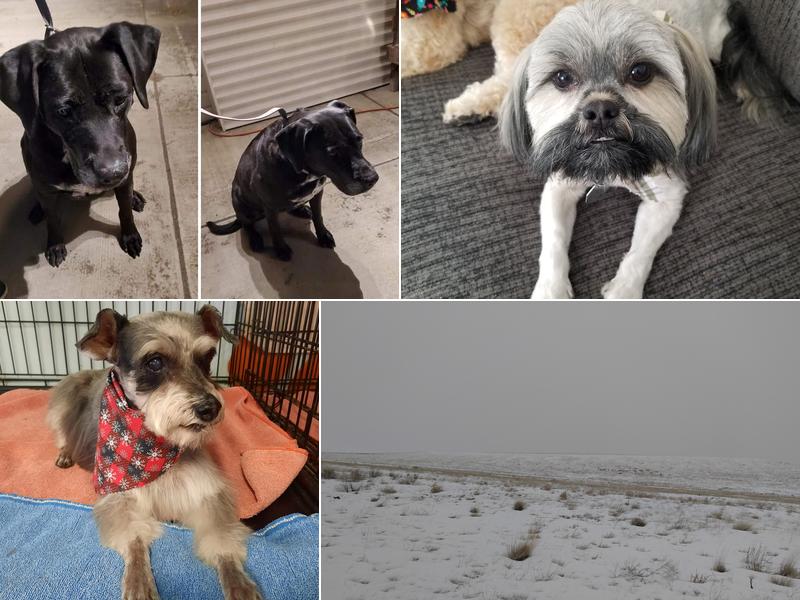 Golden Clipper Dog Grooming