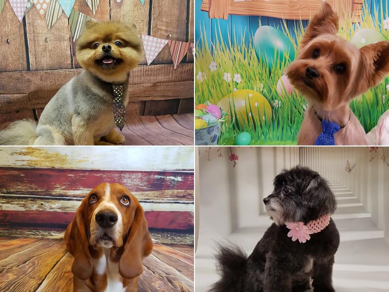 Hound lounge grooming