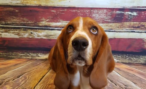 Hound lounge grooming