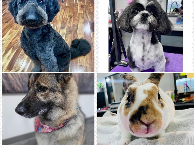 The Groomery-Hair Establishment for Dogs