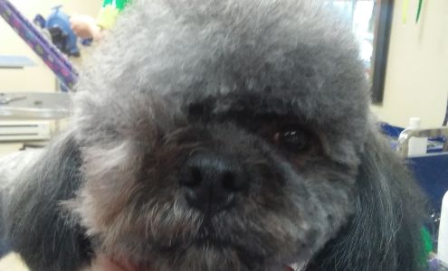 Shaggy Dog
