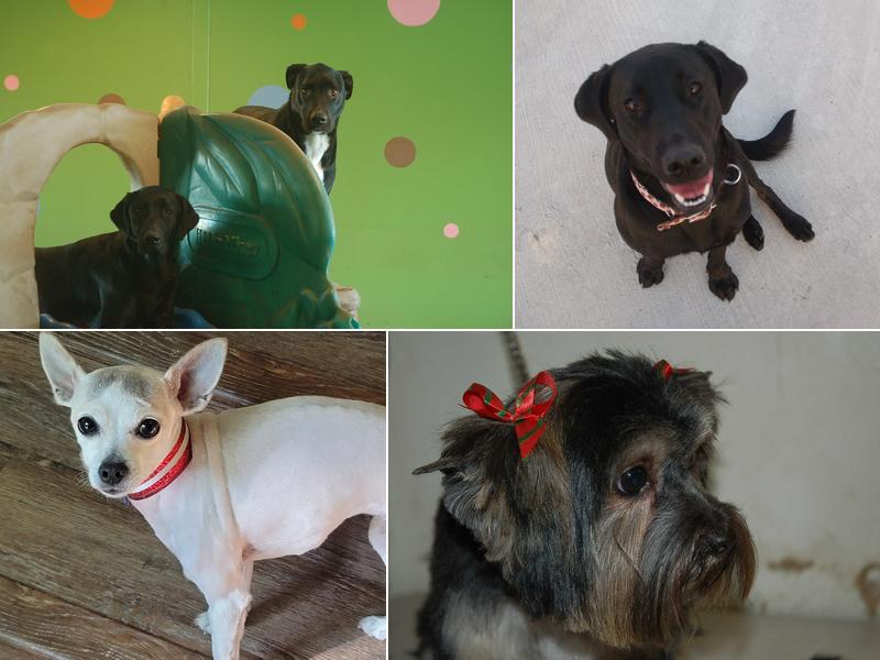 Lisa's Pet Pawlor & Supawvised