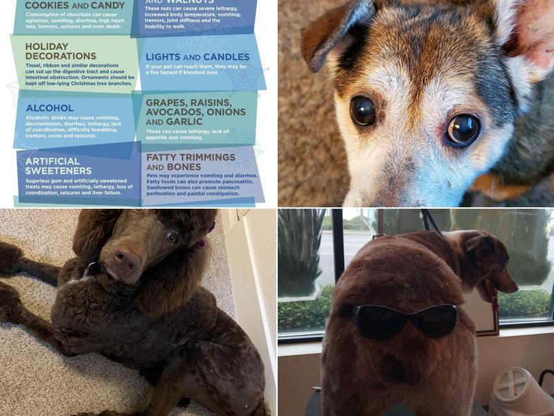 Groomingdale's Pet Salon