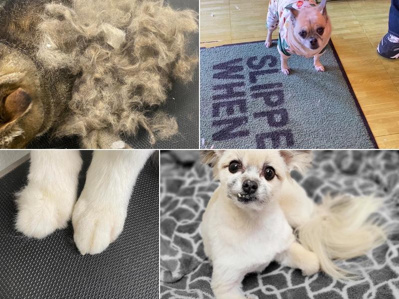 Tacoma Dog and Cat Grooming