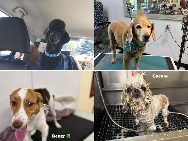 Freestyle Dog Grooming, LLC