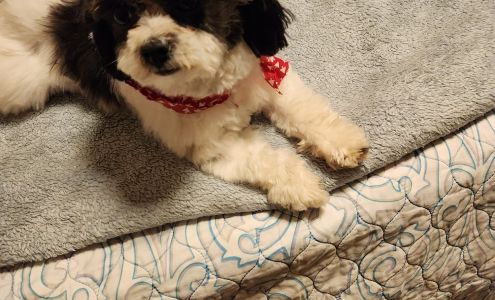 Charlene's Quality Pet Groom 1868 Country Club Blvd, Stockton California 95204